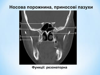 Носова порожнина, приносові пазухи

Функції: резонаторна

 