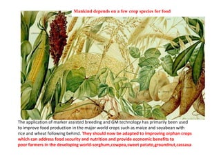 Mankind depends on a few crop species for food

The application of marker assisted breeding and GM technology has primarily been used
to improve food production in the major world crops such as maize and soyabean with
rice and wheat following behind. They should now be adapted to improving orphan crops
which can address food security and nutrition and provide economic benefits to
poor farmers in the developing world-sorghum,cowpea,sweet potato,groundnut,cassava

 