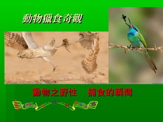 動物獵食奇觀

動物之野性

捕食的瞬間

 