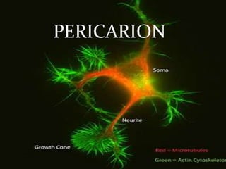 PERICARION

 