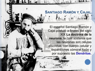 SANTIAGO RAMÓN Y CAJAL.

El español Santiago Ramón y
Cajal postuló a finales del siglo
XIX La doctrina de la
neurona, la cuál sostenía que
las neuronas son células
discretas, con cuerpo celular y
expansiones cómo el Axón y
por supuesto las Dendritas.

 