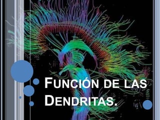 FUNCIÓN DE LAS
DENDRITAS.

 