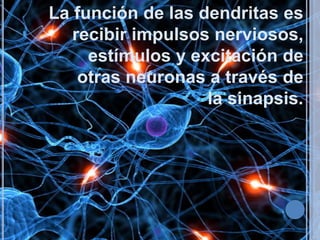 La función de las dendritas es
recibir impulsos nerviosos,
estímulos y excitación de
otras neuronas a través de
la sinapsis.

 