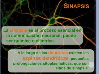 SINAPSIS

La sinapsis es el proceso esencial en
la comunicación neuronal, puede
ser química o eléctrica.
A lo largo de las dendritas existen las

espinas dendríticas, pequeñas
prolongaciones citoplasmáticas, que son
sitios de sinapsis.

 