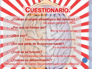 CUESTIONARIO.
1.

¿Cuál es el origen etimológico del nombre?
Del griego “dendron” – Árbol.

1.

¿Por qué se llaman así?
Por su forma de ramas.

2.

¿Qué son?
Extensiones protoplasmáticas de la neurona.

3.

¿En que parte de la neurona nacen?
En el cuerpo (soma).

4.

¿Cuál es su función?
Recibir impulsos nerviosos a través de la sinapsis.

5.

¿Cuál es su denominación?

Primarias: nacen del cuerpo. Secundarias: nacen de las primarias

 