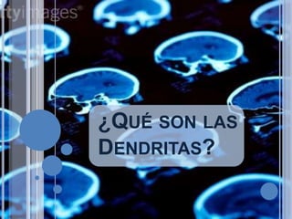 ¿QUÉ SON LAS
DENDRITAS?

 