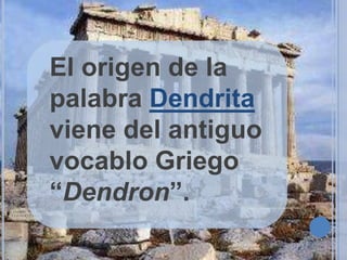 El origen de la
palabra Dendrita
viene del antiguo
vocablo Griego
“Dendron”.

 