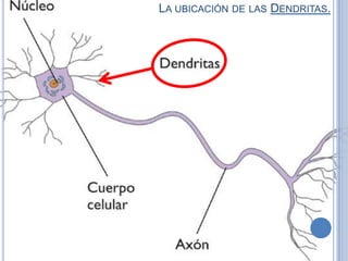 LA UBICACIÓN DE LAS DENDRITAS.

 