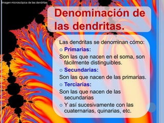 Imagen microscópica de las dendritas

Denominación de
las dendritas.
Las dendritas se denominan cómo:
 Primarias:
Son las que nacen en el soma, son
fácilmente distinguibles.
 Secundarias:
Son las que nacen de las primarias.
 Terciarias:
Son las que nacen de las
secundarias
 Y así sucesivamente con las
cuaternarias, quinarias, etc.

 