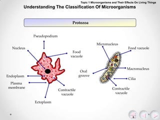 Topic 1 Microorganisms and Their Effects On Living Things

Understanding The Classification Of Microorganisms

Protozoa
Pseudopodium
Micronucleus
Nucleus

Food vacuole
Food
vacuole

Oral
groove

Endoplasm
Plasma
membrane

Contractile
vacuole
Ectoplasm

Macronucleus
Cilia
Contractile
vacuole

 