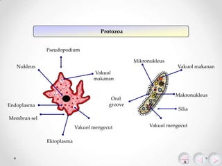 Protozoa
Pseudopodium
Mikronukleus
Nukleus

Vakuol makanan
Vakuol
makanan

Oral
groove

Endoplasma

Makronukleus
Silia

Membran sel
Vakuol mengecut
Ektoplasma

Vakuol mengecut

 