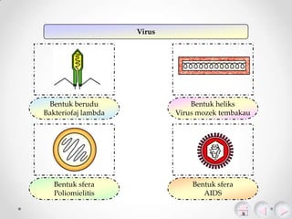 Virus

Bentuk berudu
Bakteriofaj lambda

Bentuk heliks
Virus mozek tembakau

Bentuk sfera
Poliomielitis

Bentuk sfera
AIDS

 