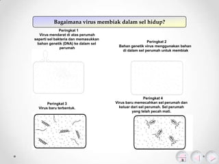 Bagaimana virus membiak dalam sel hidup?
Peringkat 1
Virus mendarat di atas perumah
seperti sel bakteria dan memasukkan
bahan genetik (DNA) ke dalam sel
perumah

Peringkat 3
Virus baru terbentuk.

Peringkat 2
Bahan genetik virus menggunakan bahan
di dalam sel perumah untuk membiak

Peringkat 4
Virus baru memecahkan sel perumah dan
keluar dari sel perumah. Sel perumah
yang telah pecah mati.

 