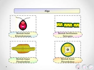 Alga

Bentuk bulat
Klamidomonas

Bentuk berfilamen
Spirogira

Bentuk bujur
Pitoplankton

Bentuk bulat
Pleurokokus

 