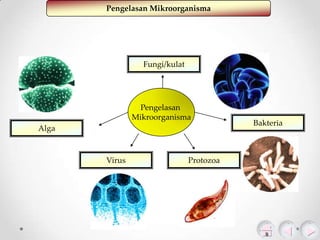 Pengelasan Mikroorganisma

Fungi/kulat

Pengelasan
Mikroorganisma
Alga

Virus

Protozoa

Bakteria

 