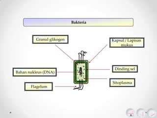 Bakteria

Granul glikogen

Bahan nukleus (DNA)

Flagelum

Kapsul / Lapisan
mukus

Dinding sel
Sitoplasma

 