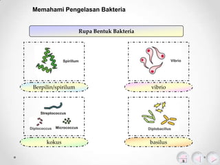 Memahami Pengelasan Bakteria

Rupa Bentuk Bakteria

Berpilin/spirilum

vibrio

kokus

basilus

 