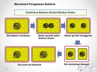 Memahami Pengelasan Bakteria
Pembiakan Bakteria Melalui Belahan Dedua

Sel bakteria membesar

Bahan genetik dalam
Nukleus disalin

Dua anak sel terbentuk

Bahan genetik mengganda

Sel membahagi ditengah

 