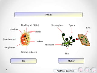 Kulat

Dinding sel (Kitin)

Sporangium

Spora
Roti

Nukleus
Tunas

Membran sel

Vakuol
Miselium

Sitoplasma
Granul glikogen

Yis

Hifa
Mukor

Past Year Question

 