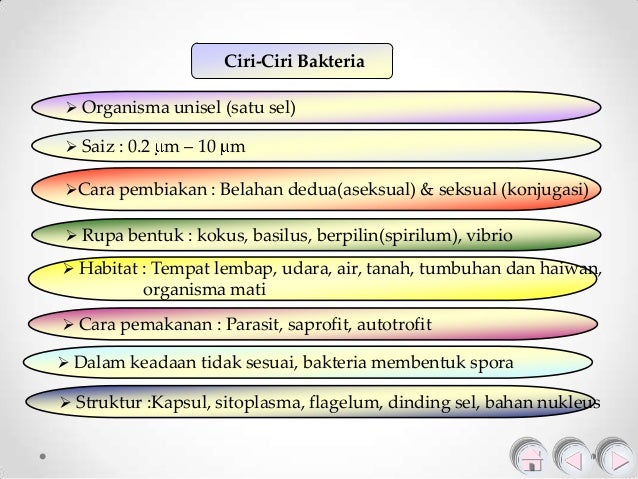 1 1 jenis  mikroorganisma