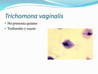 Trichomona vaginalis
 No presenta quistes
 Trofozoíto 7-20 m

 