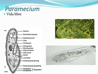 Paramecium

 Vida libre

 