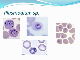 Plasmodium sp.

 