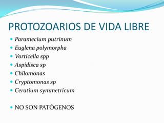 PROTOZOARIOS DE VIDA LIBRE
 Paramecium putrinum
 Euglena polymorpha
 Vorticella spp
 Aspidisca sp

 Chilomonas
 Cryptomonas sp
 Ceratium symmetricum
 NO SON PATÓGENOS

 