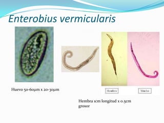 Enterobius vermicularis

Huevo 50-60 m x 20-30 m
Hembra 1cm longitud x 0.5cm
grosor

 