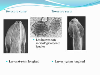 Toxocara canis

Toxocara catis

 Los huevos son

morfológicamente
iguales

 Larvas 6-15cm longitud

 Larvas 350 m longitud

 