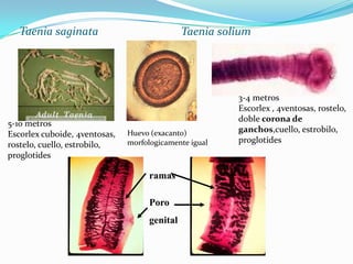 Taenia saginata

5-10 metros
Escorlex cuboide, 4ventosas,
rostelo, cuello, estrobilo,
proglotides

Taenia solium

Huevo (exacanto)
morfologicamente igual

ramas

Poro
genital

3-4 metros
Escorlex , 4ventosas, rostelo,
doble corona de
ganchos,cuello, estrobilo,
proglotides

 