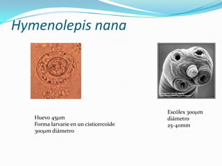 Hymenolepis nana

Huevo 45 m
Forma larvarie en un cisticercoide
300 m diámetro

Escólex 300 m
diámetro
25-40mm

 