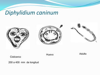 Diphylidium caninum

Cisticerco
200 a 400 mm de longitud

Huevo

Adulto

 