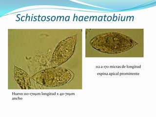 Schistosoma haematobium

112 a 170 micras de longitud
espina apical prominente

Huevo 110-170 m longitud x 40-70 m
ancho

 