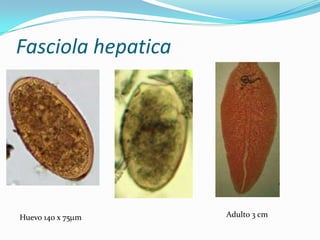 Fasciola hepatica

Huevo 140 x 75 m

Adulto 3 cm

 