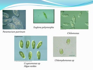 Euglena polymorpha
Paramecium putrinum

Chilomonas

Chlamydomonas sp
Cryptomonas sp
Algas verdes

 