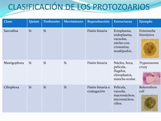 CLASIFICACIÓN DE LOS PROTOZOARIOS
Clase

Quiste

Trofozoíto

Sarcodina

Si

Si

Mastigophora

Si

Si

Ciliophora

Si

Si

Movimiento

Reproducción

Estructuras

Ejemplo

Fisión binaria

Ectoplasma,
endoplasma,
vacuolas,
núcleo con
cromatina,
seudópodos.

Entamoeba
histolytica

Si

Fisión binaria

Núcleo, boca,
película,
flagelos,
cloroplastos,
mancha ocular.

Trypanosoma
cruzy

Si

Fisión binaria o
conjugación

Película,
vacuola,
macronúcleos,
micronúcleos,
cilios.

Balantidium
coli

 