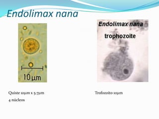 Endolimax nana

Quiste 10 m x 5.7 m

4 núcleos

Trofozoíto 10 m

 