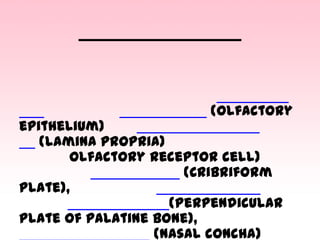 (olfactory

epithelium)
(lamina propria)
olfactory receptor cell)
(Cribriform
plate),
(Perpendicular
plate of palatine bone),
(nasal concha)

 