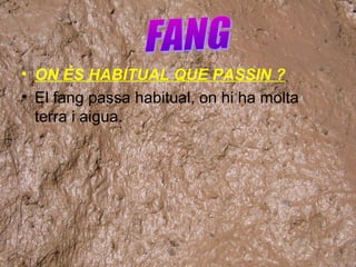 • ON ÉS HABITUAL QUE PASSIN ?
• El fang passa habitual, on hi ha molta
terra i aigua.

 