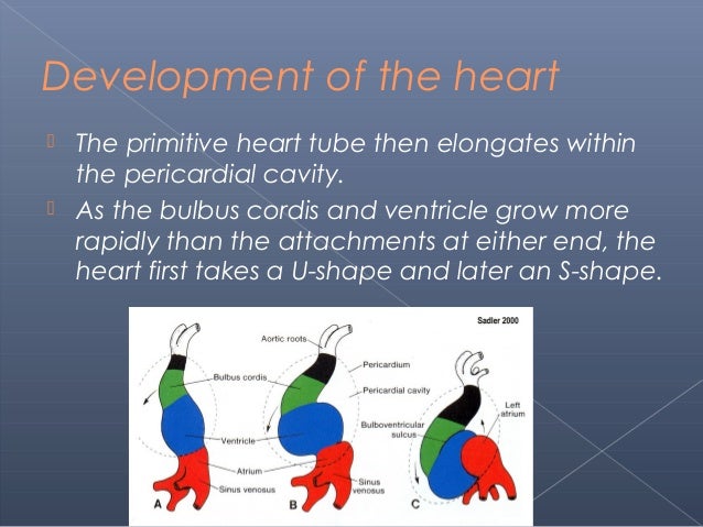 1. development of the heart and great vessels