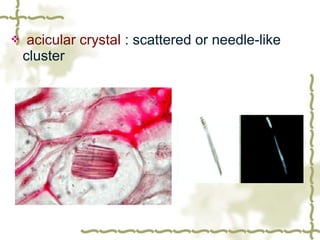 1. plant cell | PPT