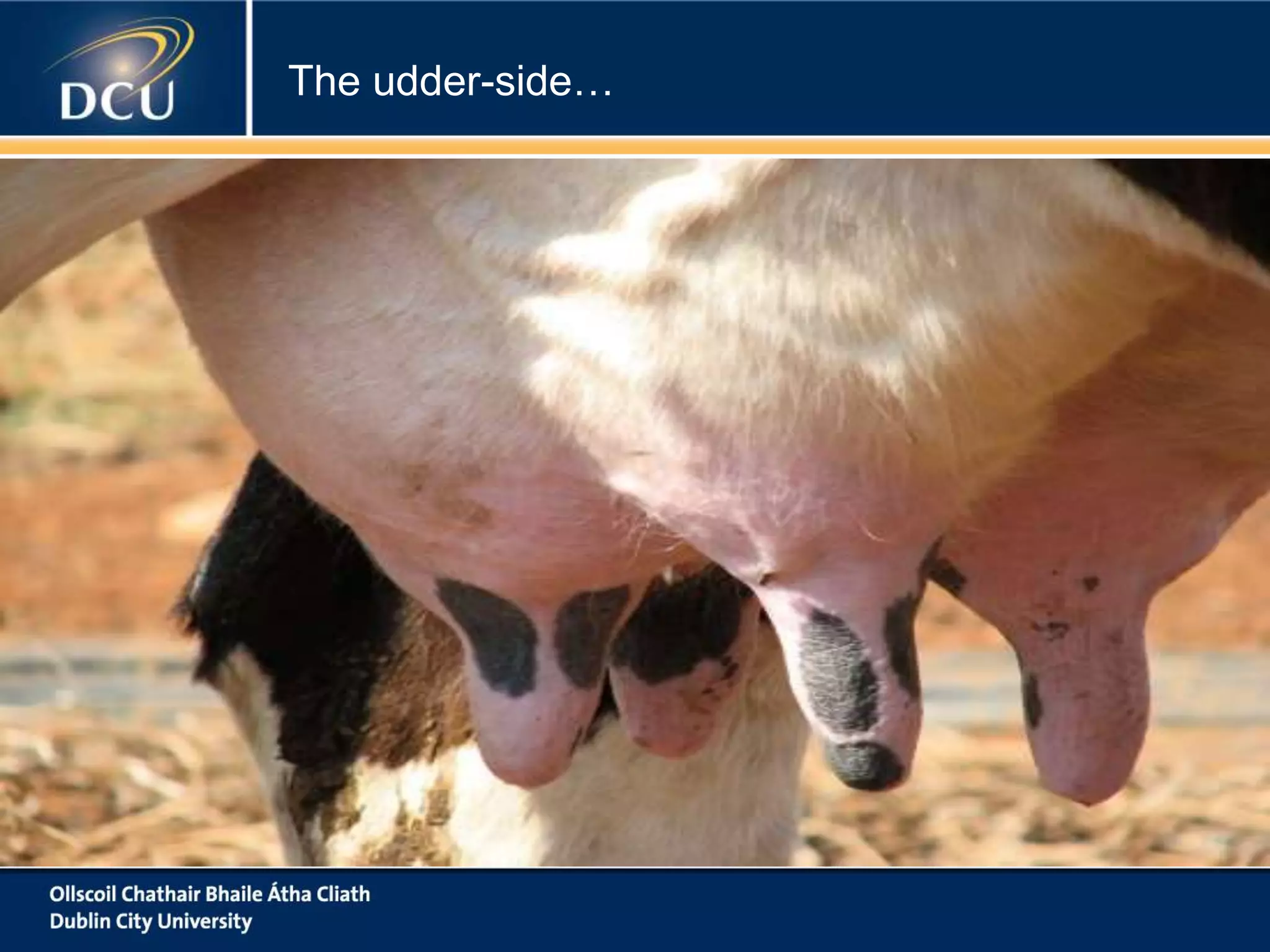 The udder-side…

 