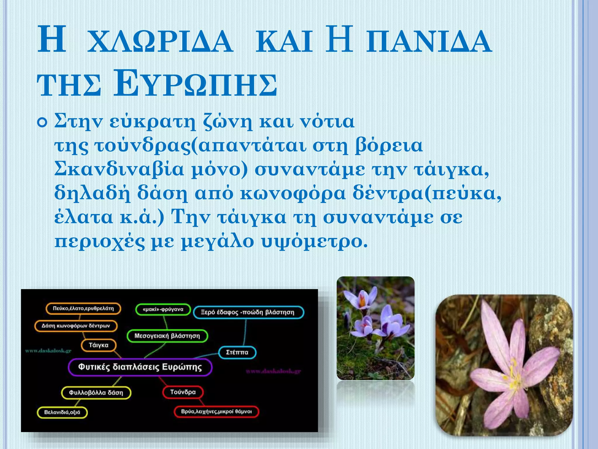 Η

ΧΛΩΡΙΔΑ ΚΑΙ

ΤΗΣ


Η ΠΑΝΙΔΑ

ΕΥΡΩΠΗΣ

Στην εύκρατη ζώνη και νότια
της τούνδρας(απαντάται στη βόρεια
Σκανδιναβία μόνο) συναντάμε την τάιγκα,
δηλαδή δάση από κωνοφόρα δέντρα(πεύκα,
έλατα κ.ά.) Την τάιγκα τη συναντάμε σε
περιοχές με μεγάλο υψόμετρο.

 