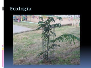 Ecologia

 