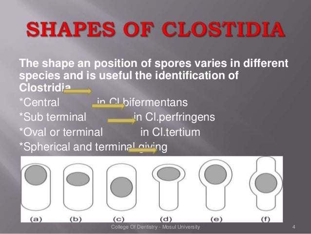 Clostridium species - Microbiology