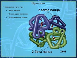 Протеини
 Квартерна структура
 Више ланаца
 Олигомерни протеини
 Хемоглобин (4 ланца)
 
