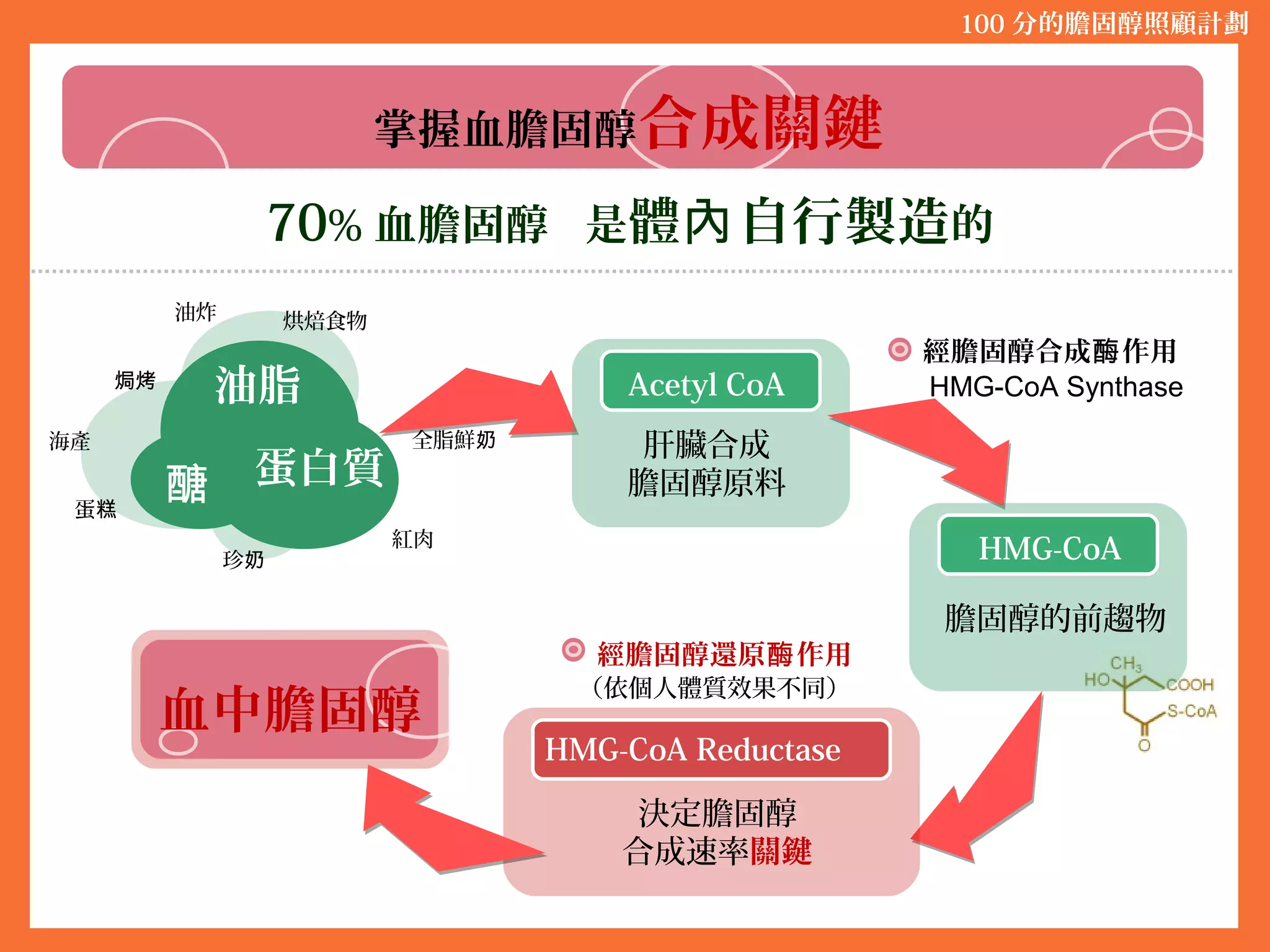 掌握血膽固醇合成關鍵
70% 血膽固醇 是體 自行製造內 的
100 分的膽固醇照顧計劃
油脂
醣 蛋白質
油炸
焗烤
烘焙食物
蛋糕
珍奶
HMG-CoA Synthase
全脂鮮奶
紅肉
海產
Acetyl CoA
肝臟合成
膽固醇原料
HMG-CoA
膽固醇的前趨物
經膽固醇合成 作用酶
經膽固醇還原 作用酶
HMG-CoA Reductase
決定膽固醇
合成速率關鍵
血中膽固醇
（依個人體質效果不同）
 