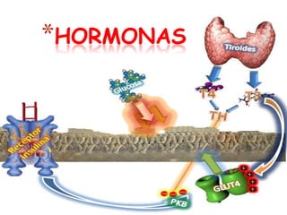 *HORMONAS
 
