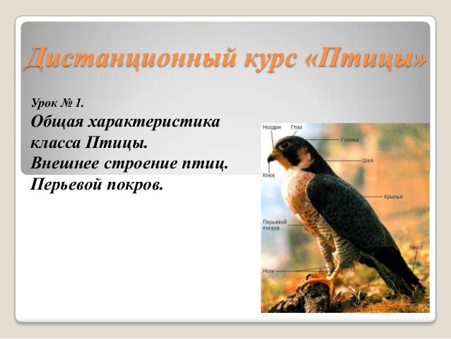 Свиристели - перелетные птицы или нет?